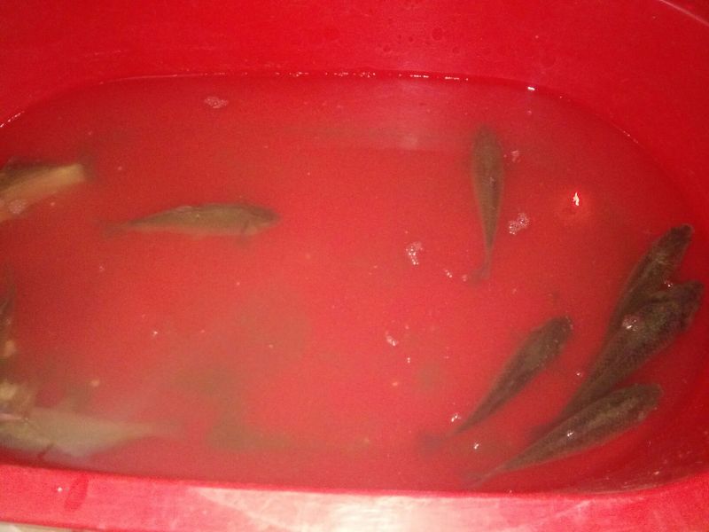 河鲤鱼食用1~2公斤
