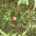 红蘑菇特级4cm