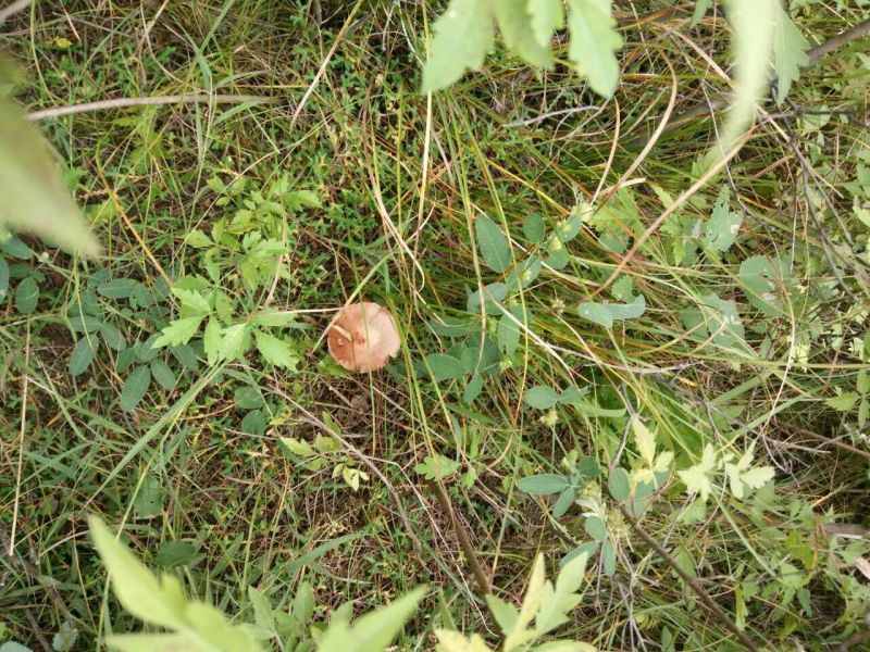 红蘑菇特级4cm