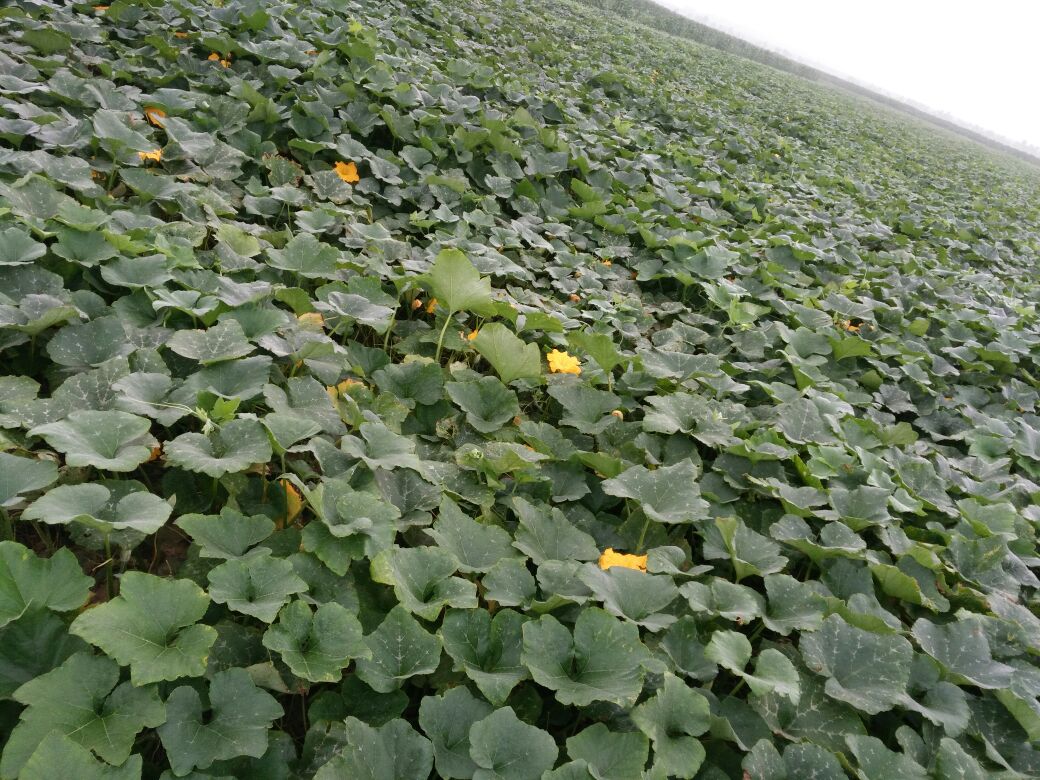 湖南岳阳市君山区早熟南瓜 4~5斤以上 长条形