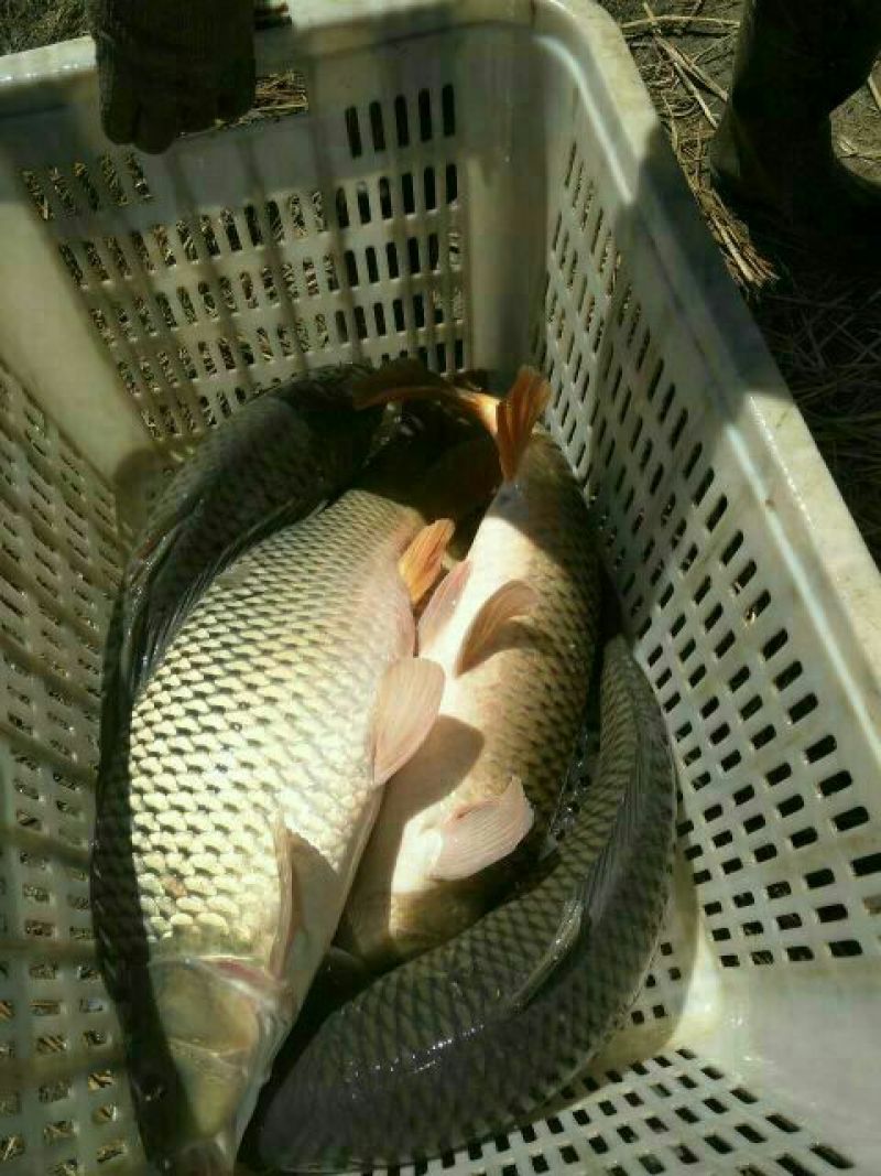河鲤鱼食用1~2公斤