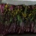 红菜苔20~30厘米