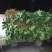 无花果树1.5~2m