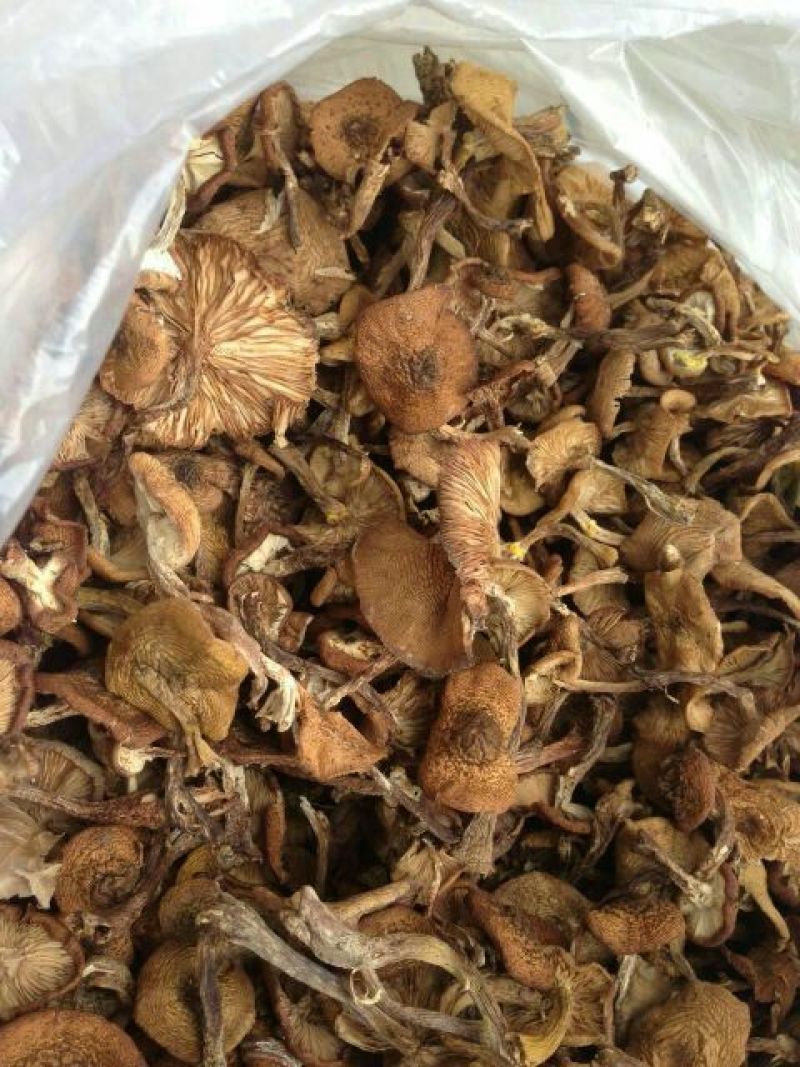 树秋菌一级