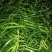 鲜辣椒10~15厘米青中辣