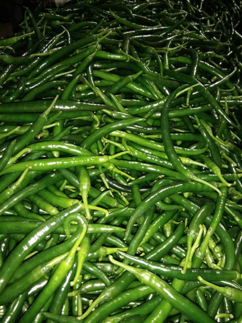 鲜辣椒10~15厘米青中辣