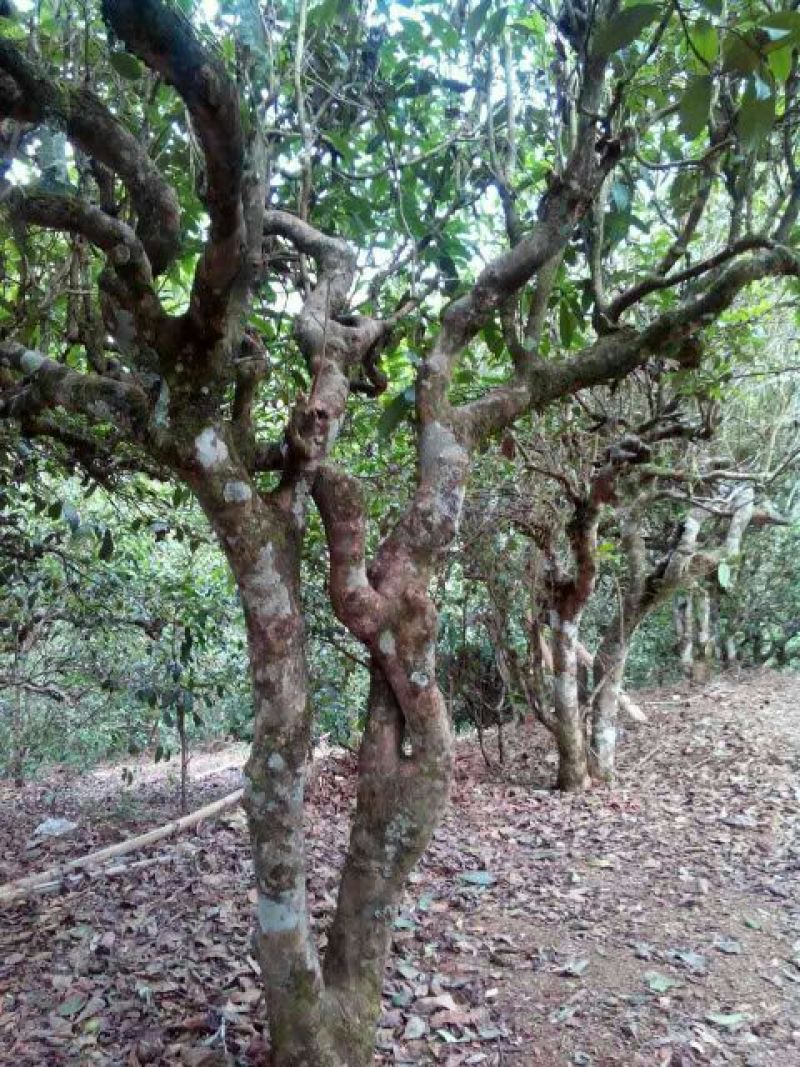 百年大树茶