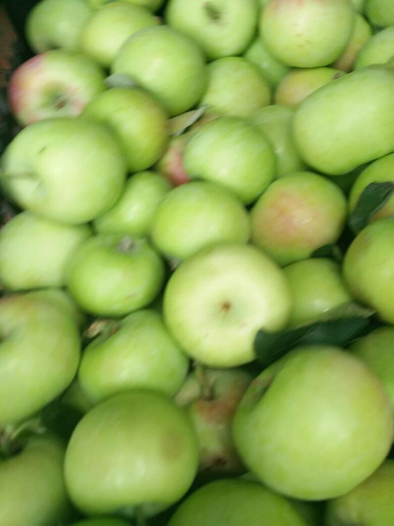 藤木苹果光果