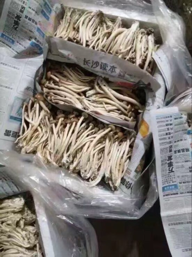 中国福建古田新鲜茶树菇