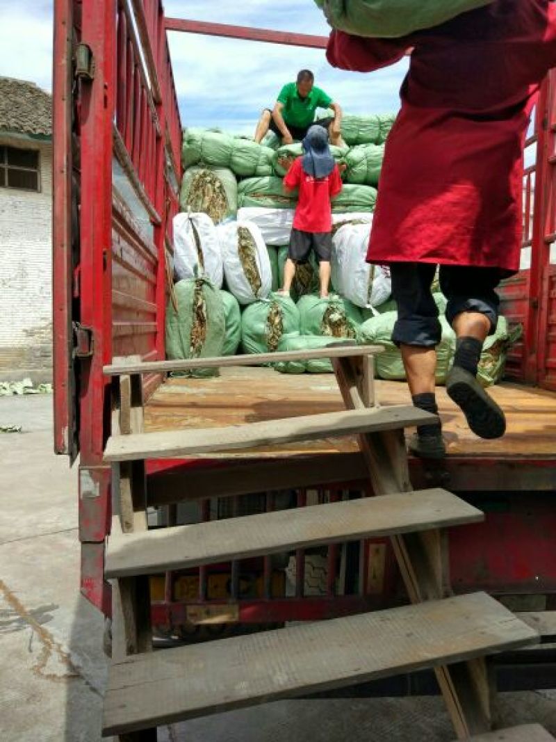 荷叶选货包装叶叫花鸡荷叶饭精品荷叶质量保证