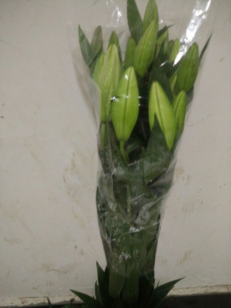 荷兰百合4以上