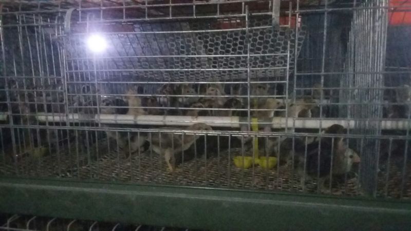 华北柴鸡0-50天脱温青年鸡