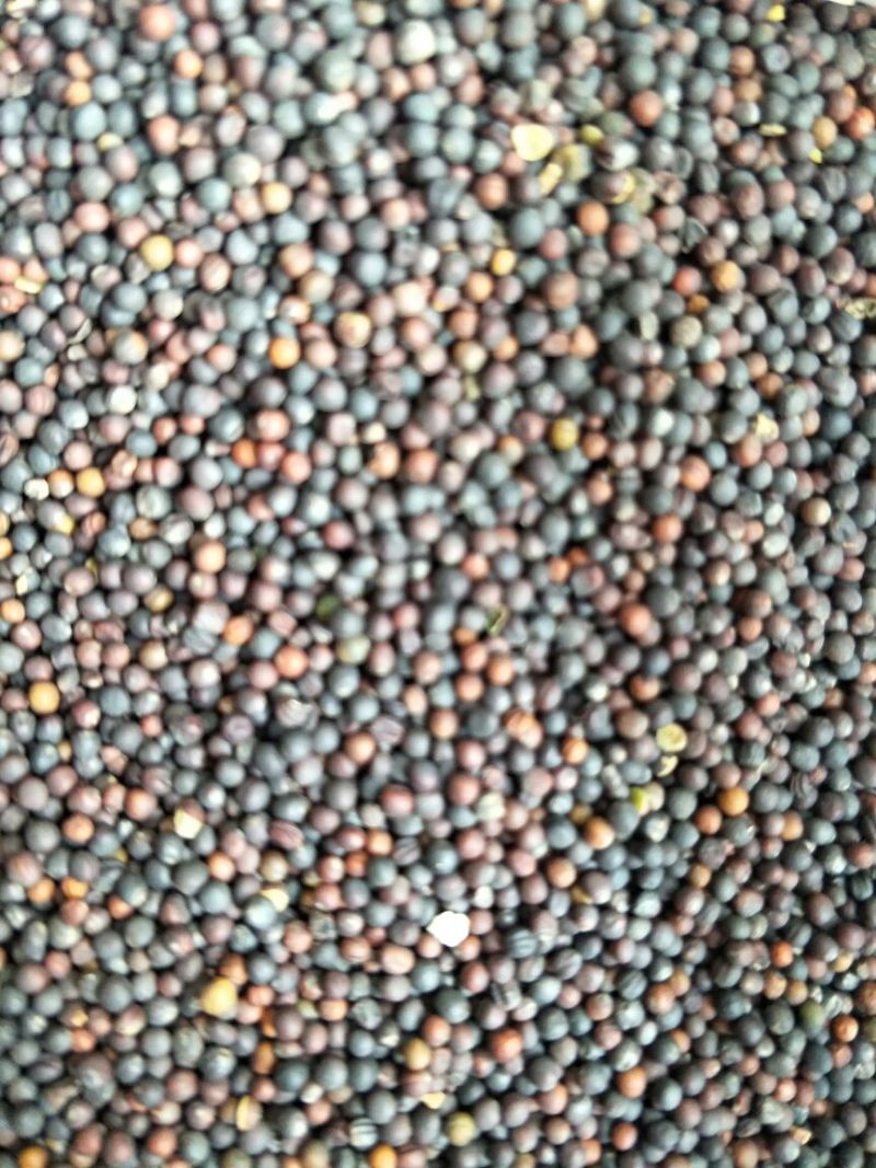 油菜籽1