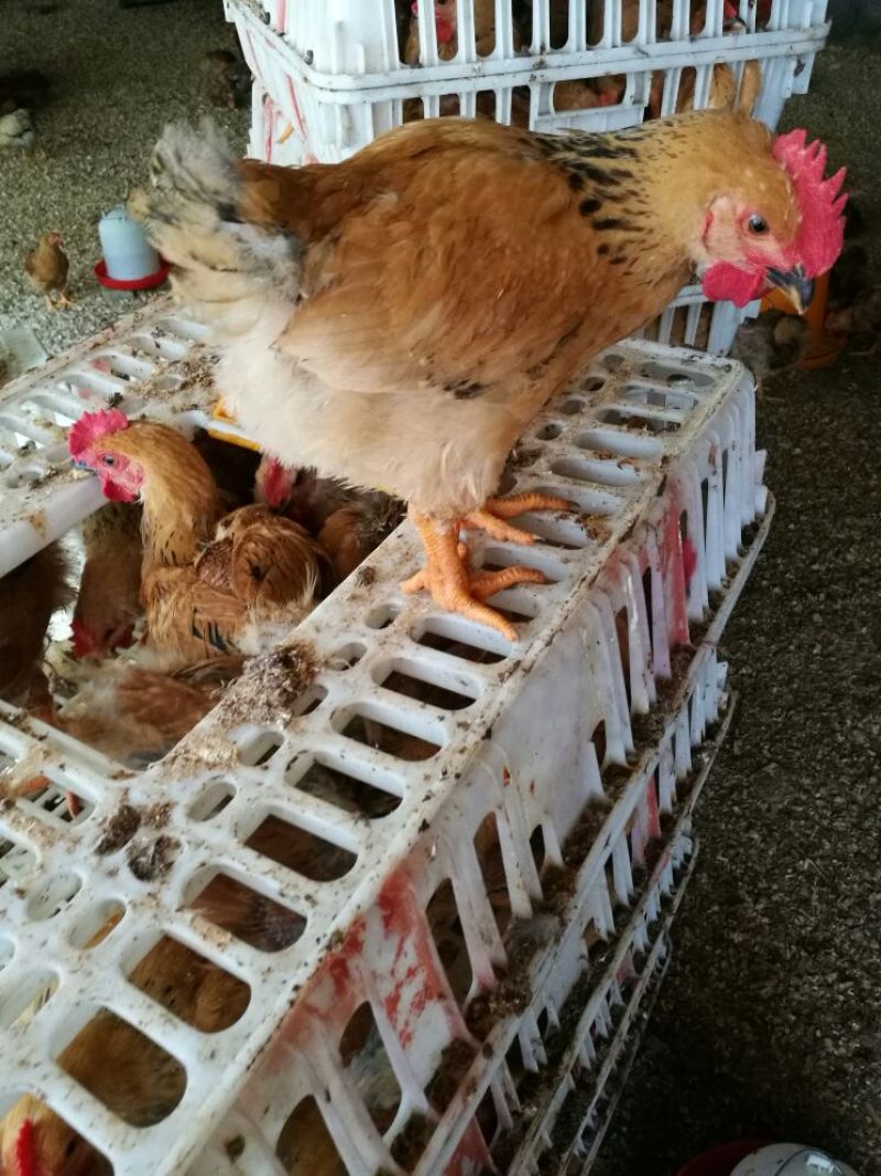 脱温鸡1斤以上