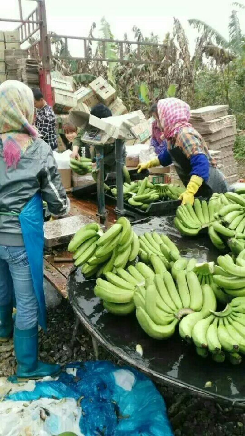 威廉斯香蕉七成熟