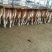 鲁西黄牛犊100~200kg