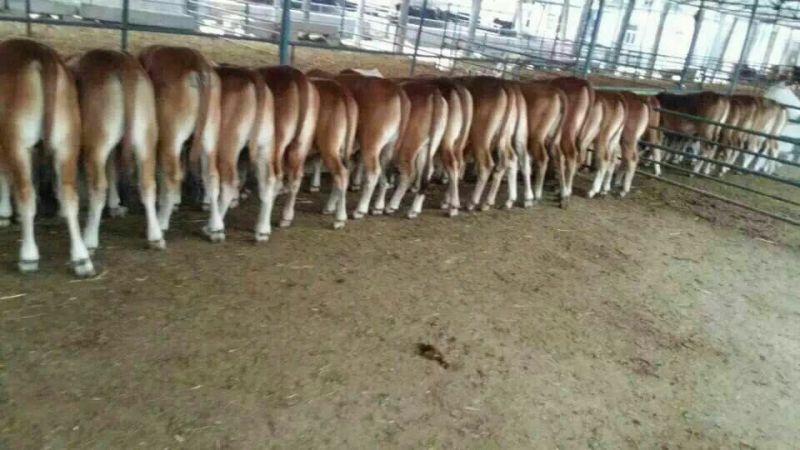 鲁西黄牛犊100~200kg