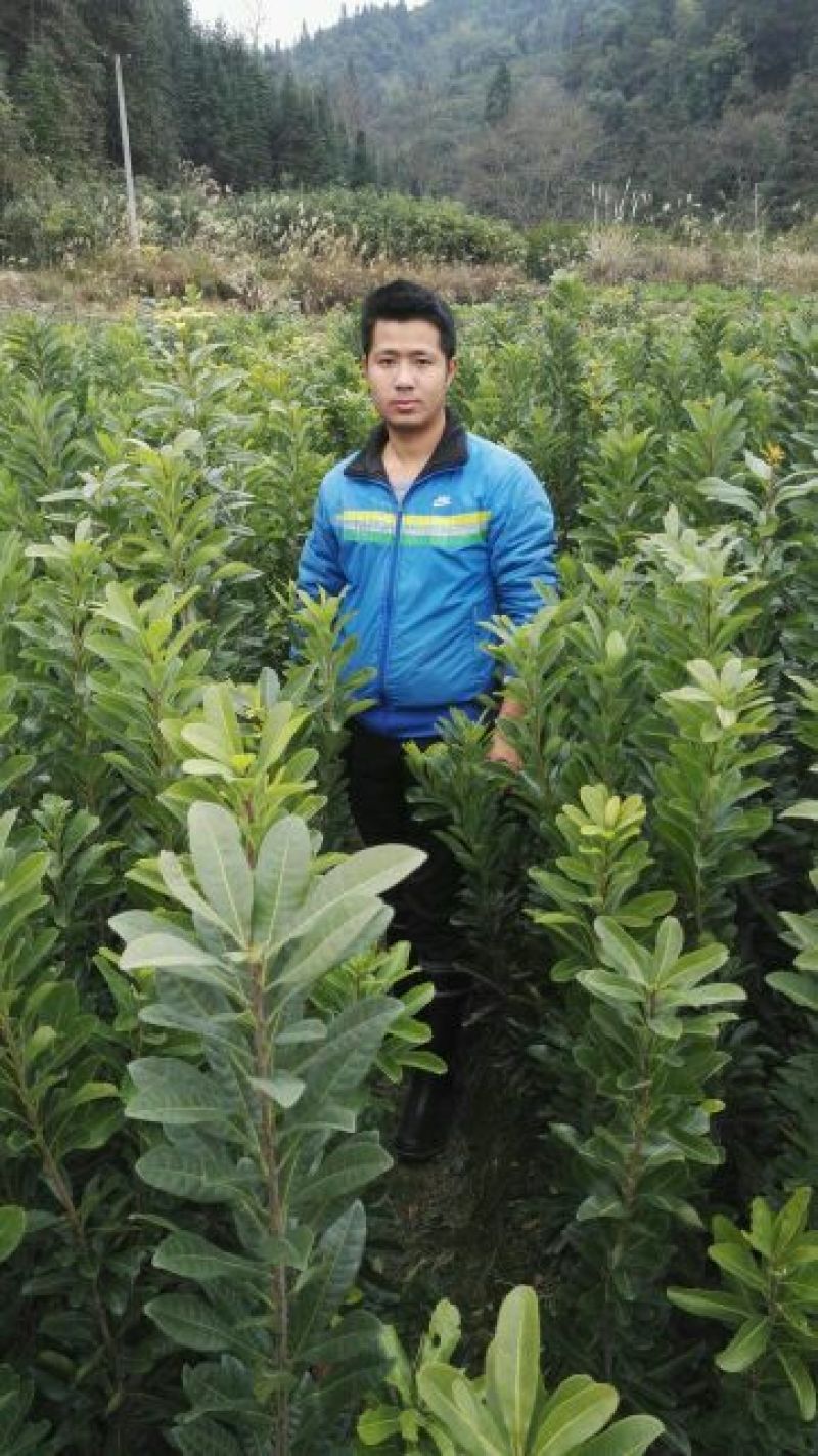 包邮台梅王子安海杨梅苗优质大果早熟提供种植技术