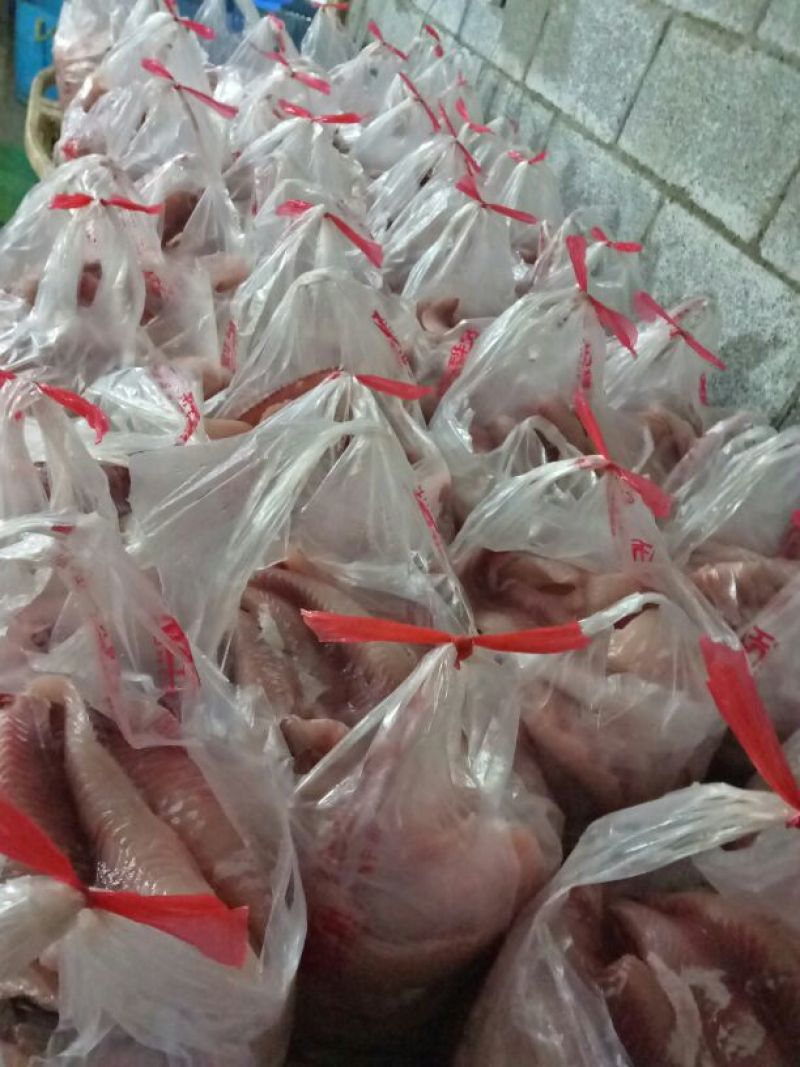 鲮鱼食用1~2公斤