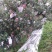 红富士苹果纸袋，冰雹果