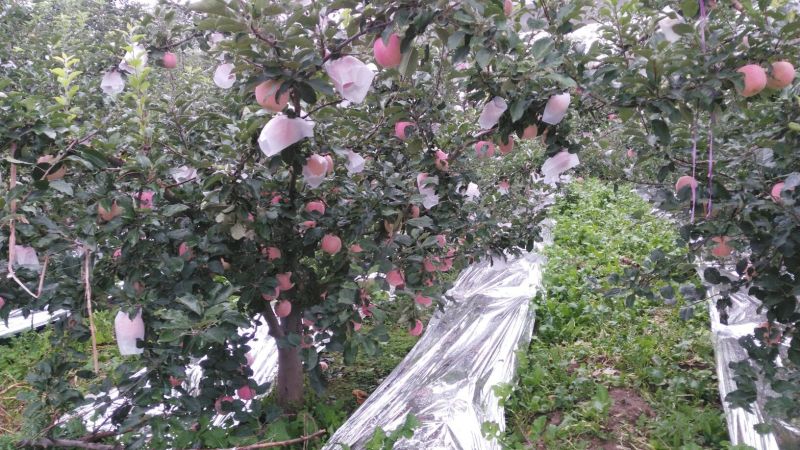 红富士苹果纸袋，冰雹果