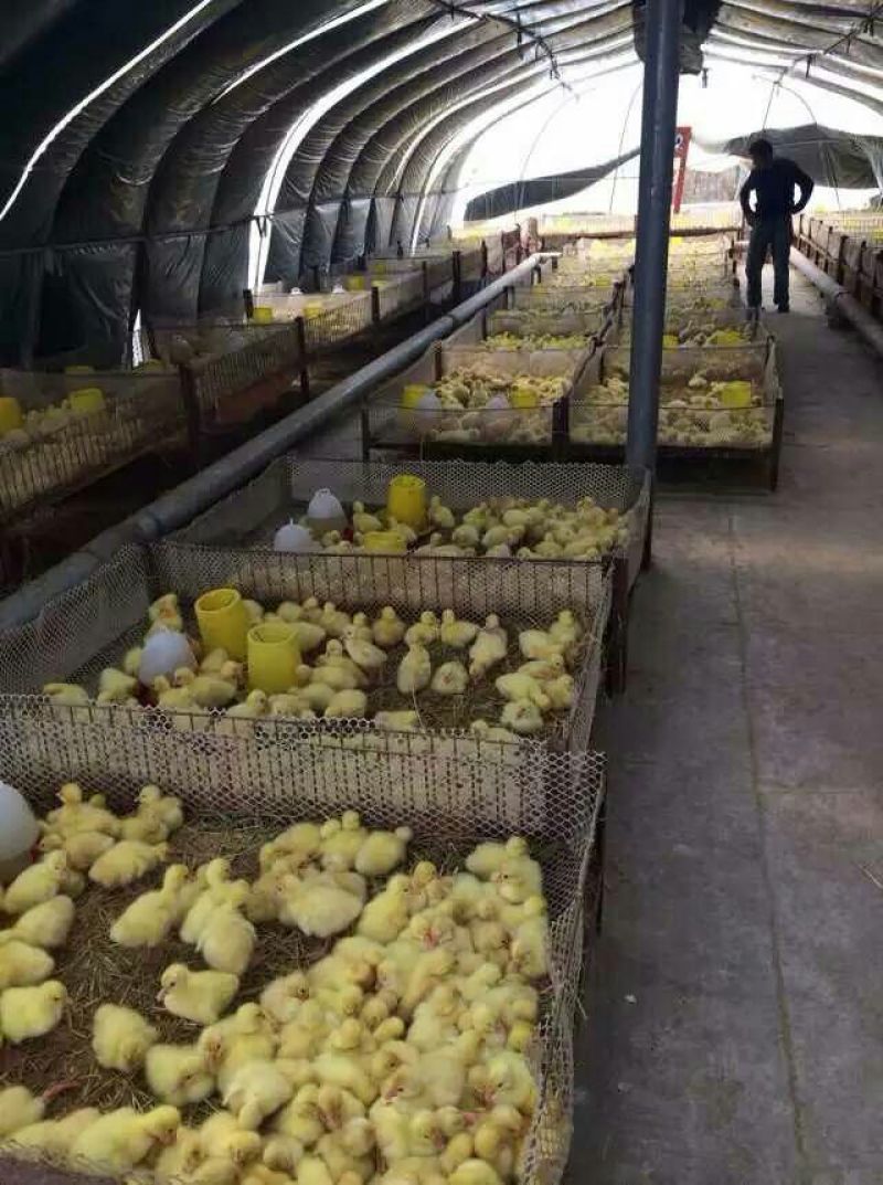 扬州大白鹅苗250g以下