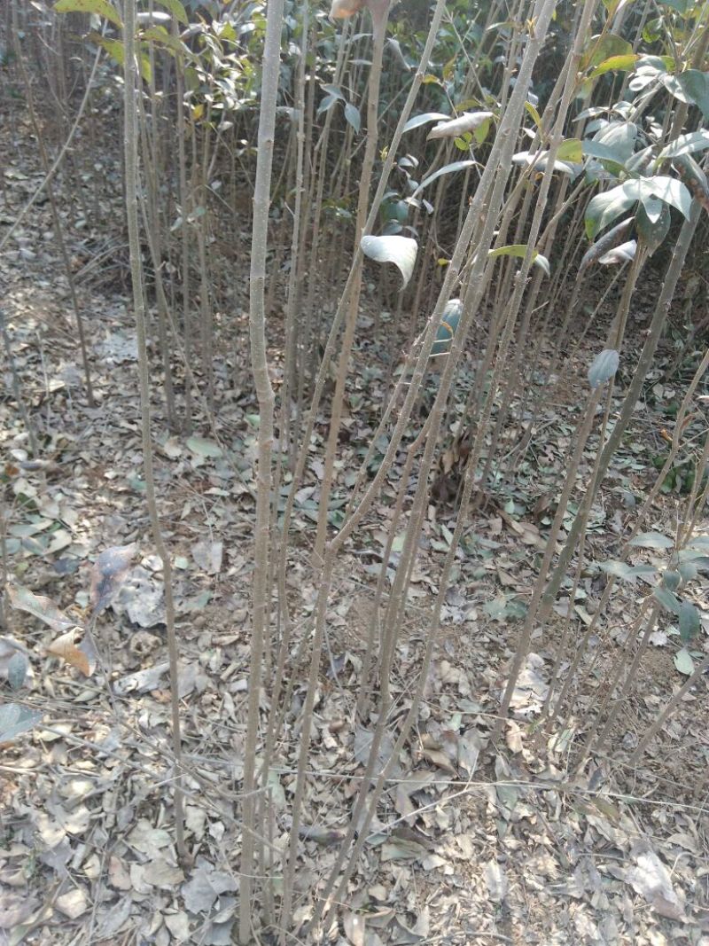 大叶女贞4cm以下