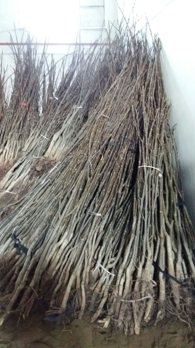 嫁接辽系薄皮核桃苗高170以上