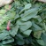 大叶菠菜40cm