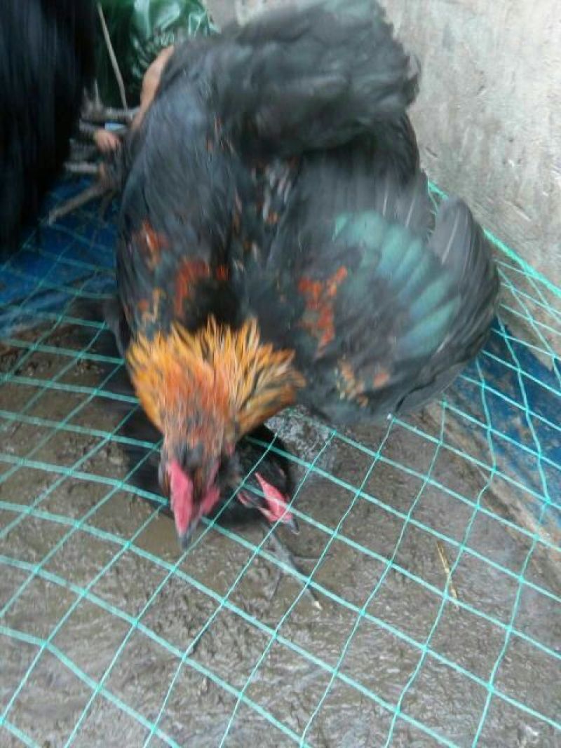 黑凤鸡苗1斤以上