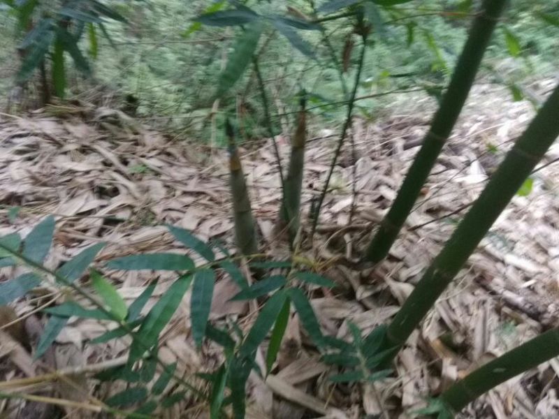 竹笋25~30cm