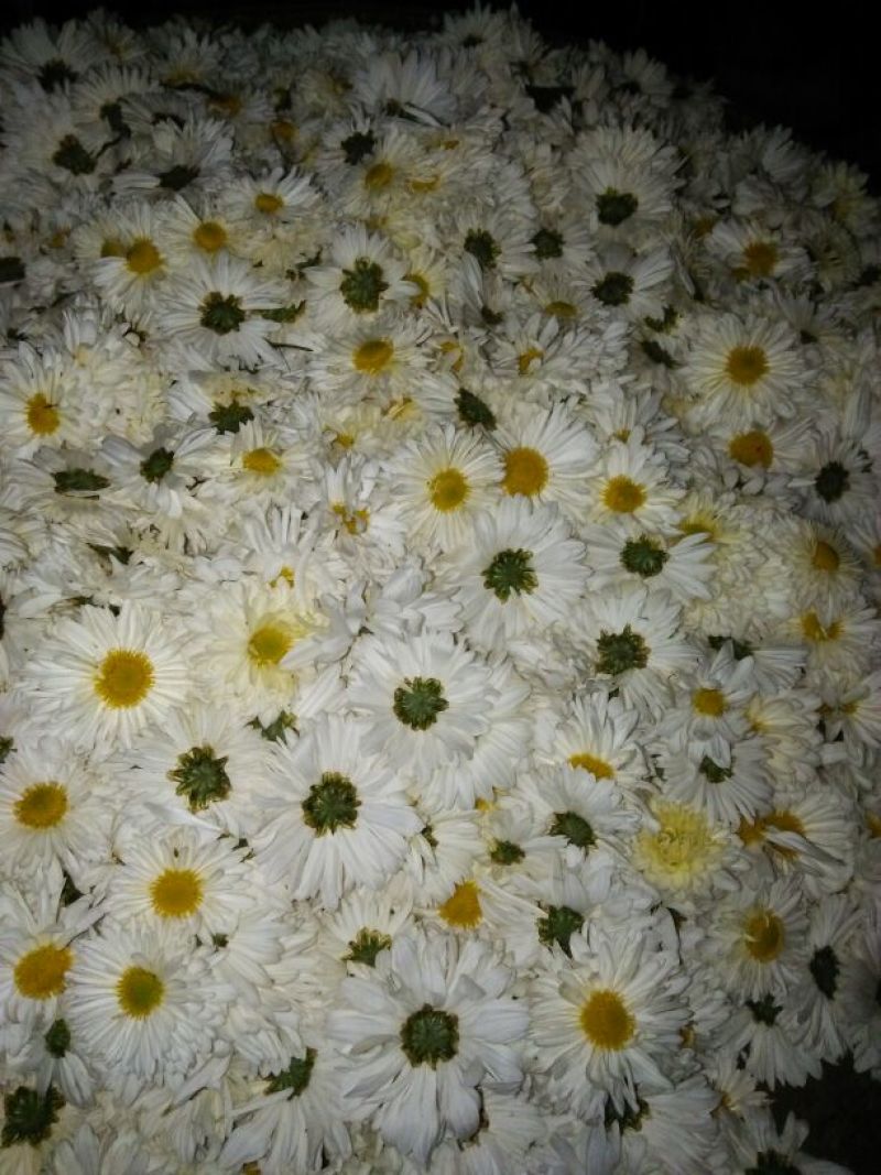 杭白菊散装