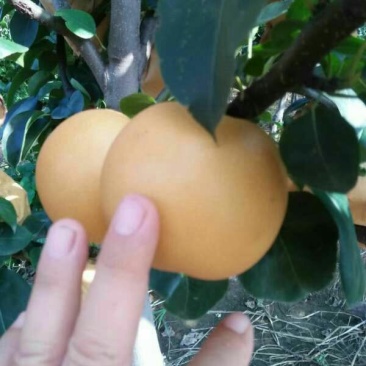 秋月梨450~500g纸箱