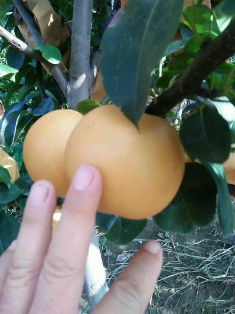 秋月梨450~500g纸箱