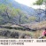 山核桃
