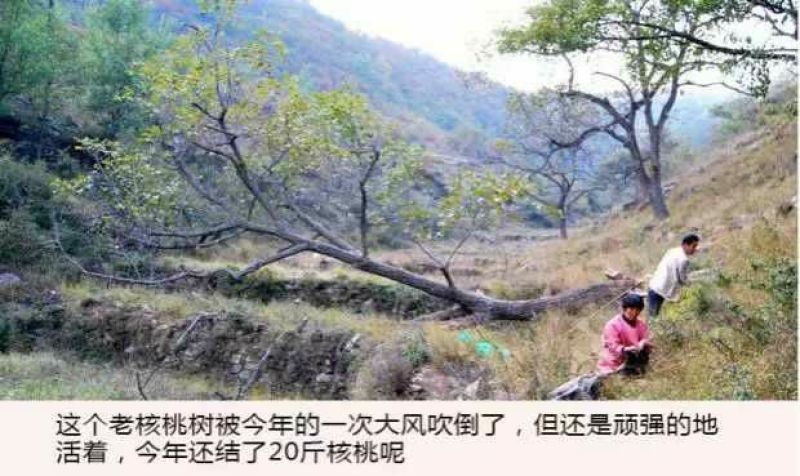 山核桃