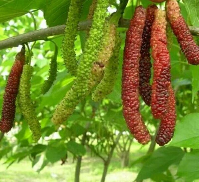长果桑树苗80~100cm