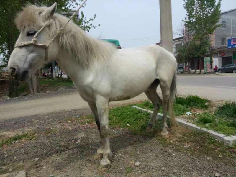 矮马