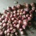 聊城二红洋葱开始大量上市，无腐烂，无双胞胎