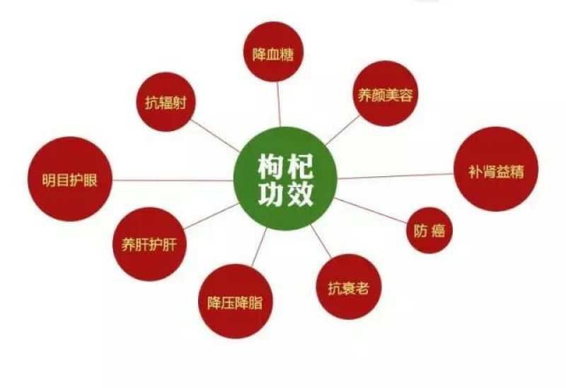 红枸杞头茬