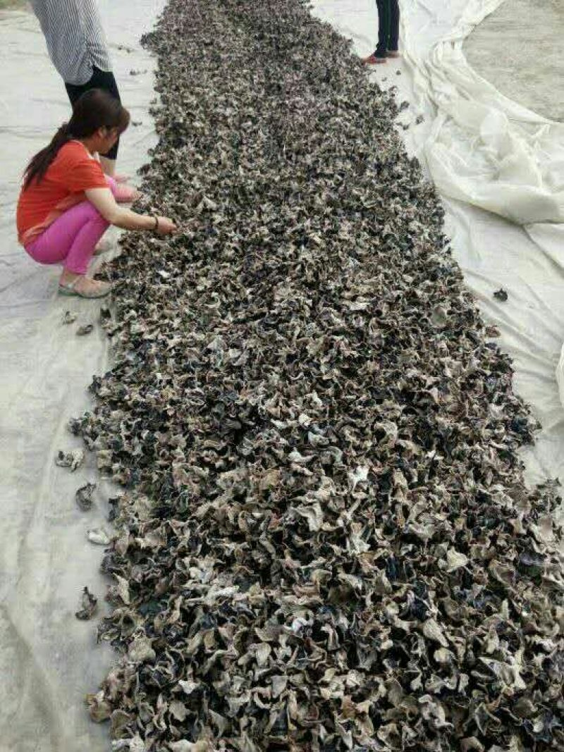 毛木耳等外