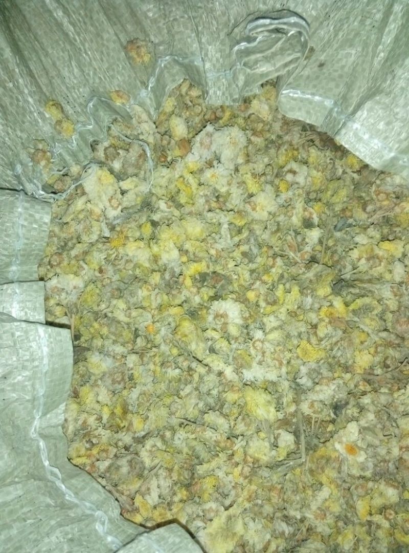 怀菊花袋装