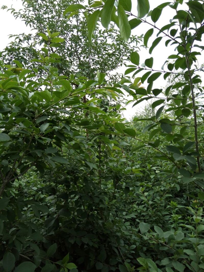 流苏5cm以下