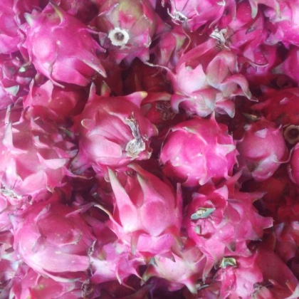 广东湛江市徐闻县火龙果 大(7两以上)批发_余光