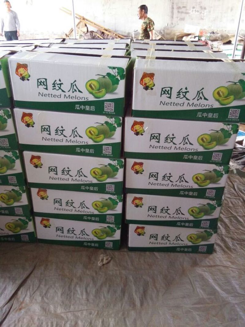 网纹瓜2斤以上长圆形