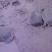 湖南生态老鳖生态甲鱼