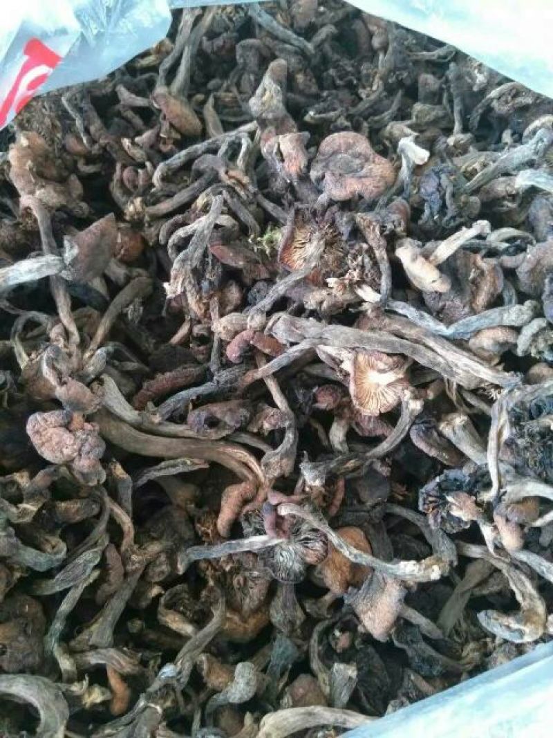 树秋菌一级