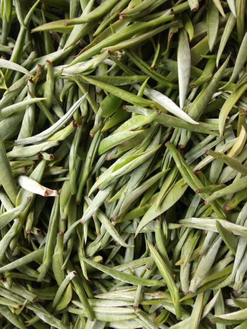 本山茶一级