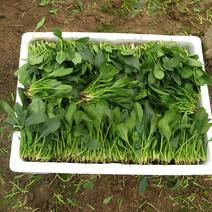 大叶菠菜15~20厘米