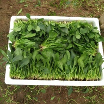 大叶菠菜15~20厘米